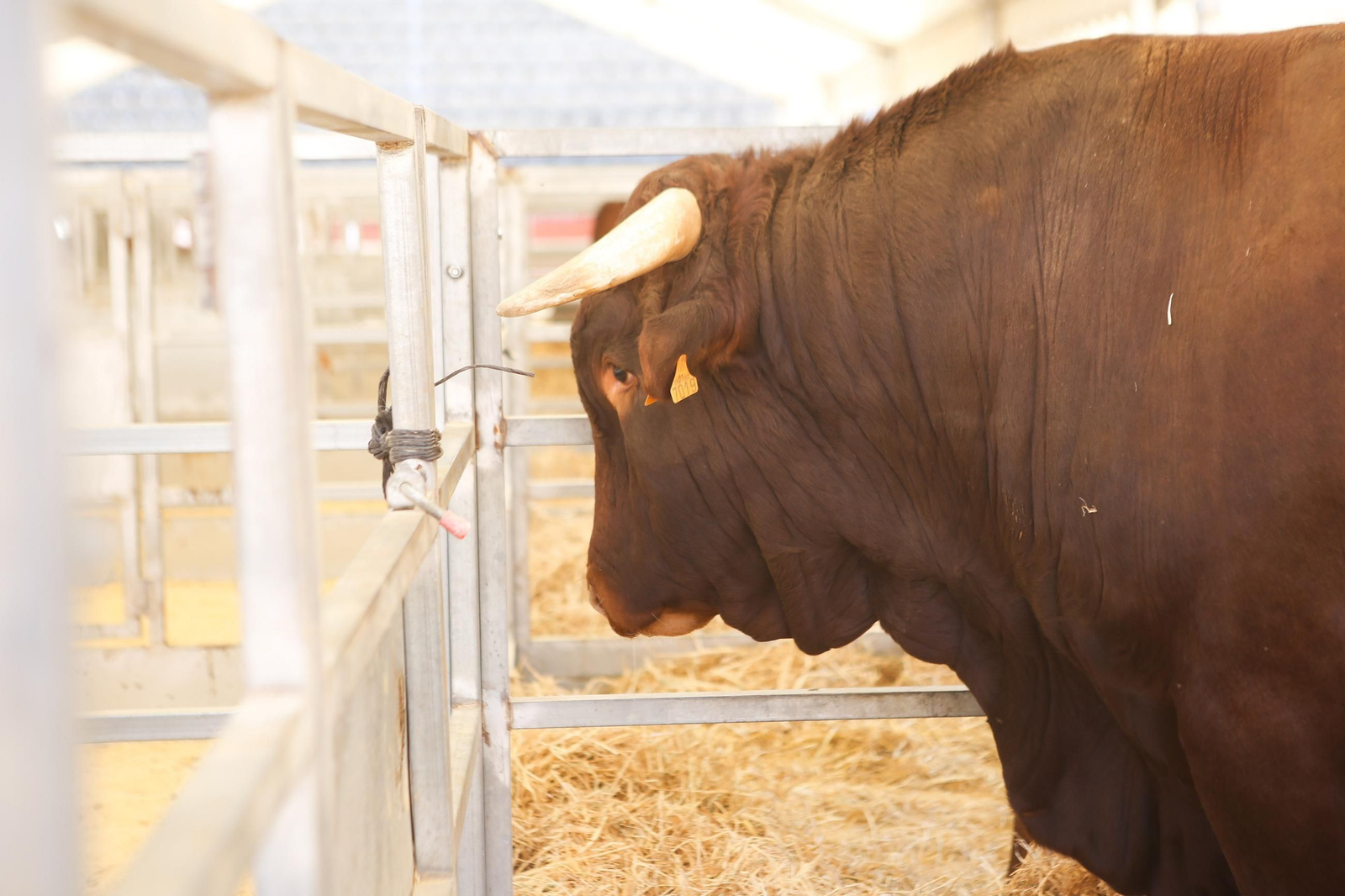 Fotos de la 147 feria del ganado en Algeciras