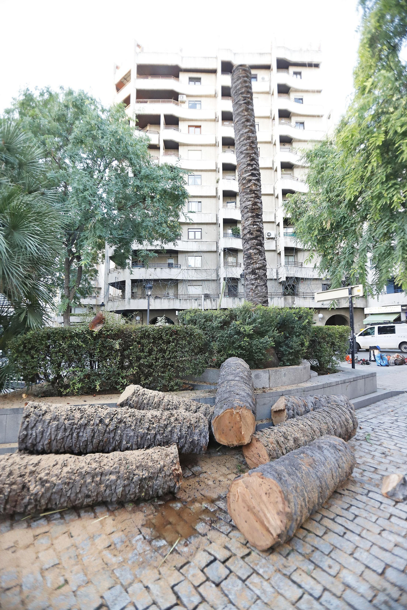 Imágenes de la tala de la emblemática Palmera de Huelva
