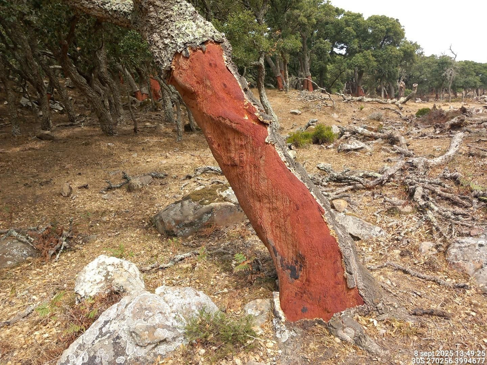 Uno de los alcornoques dañados.