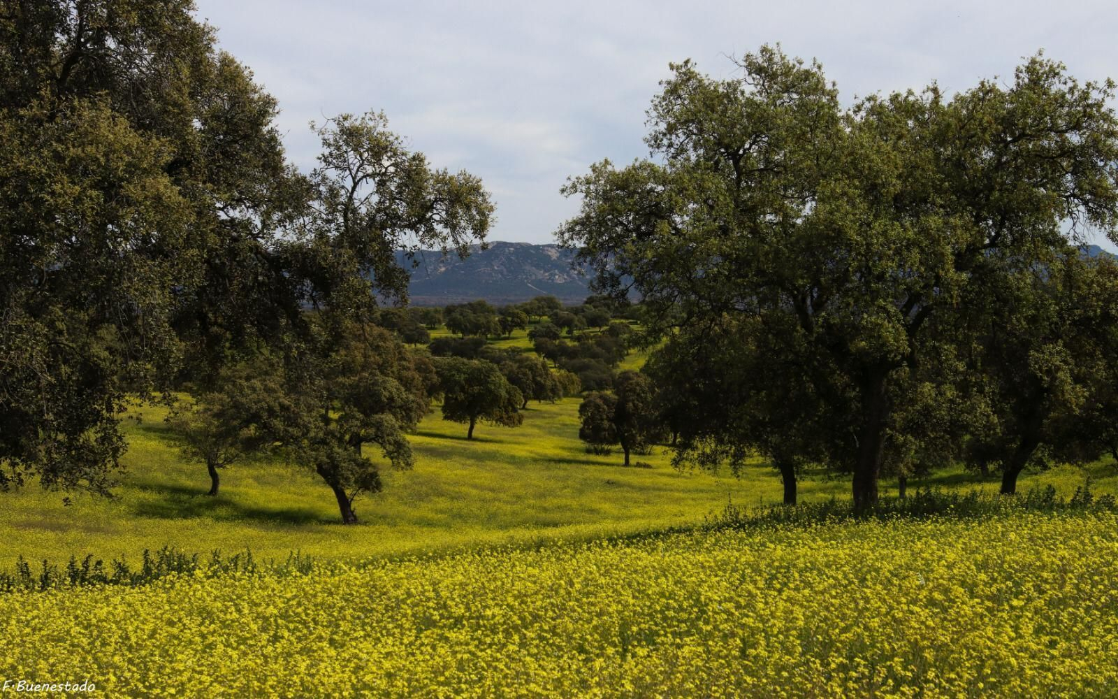 Dehesa de la Saliega, en Conquista. / F. Buenestado