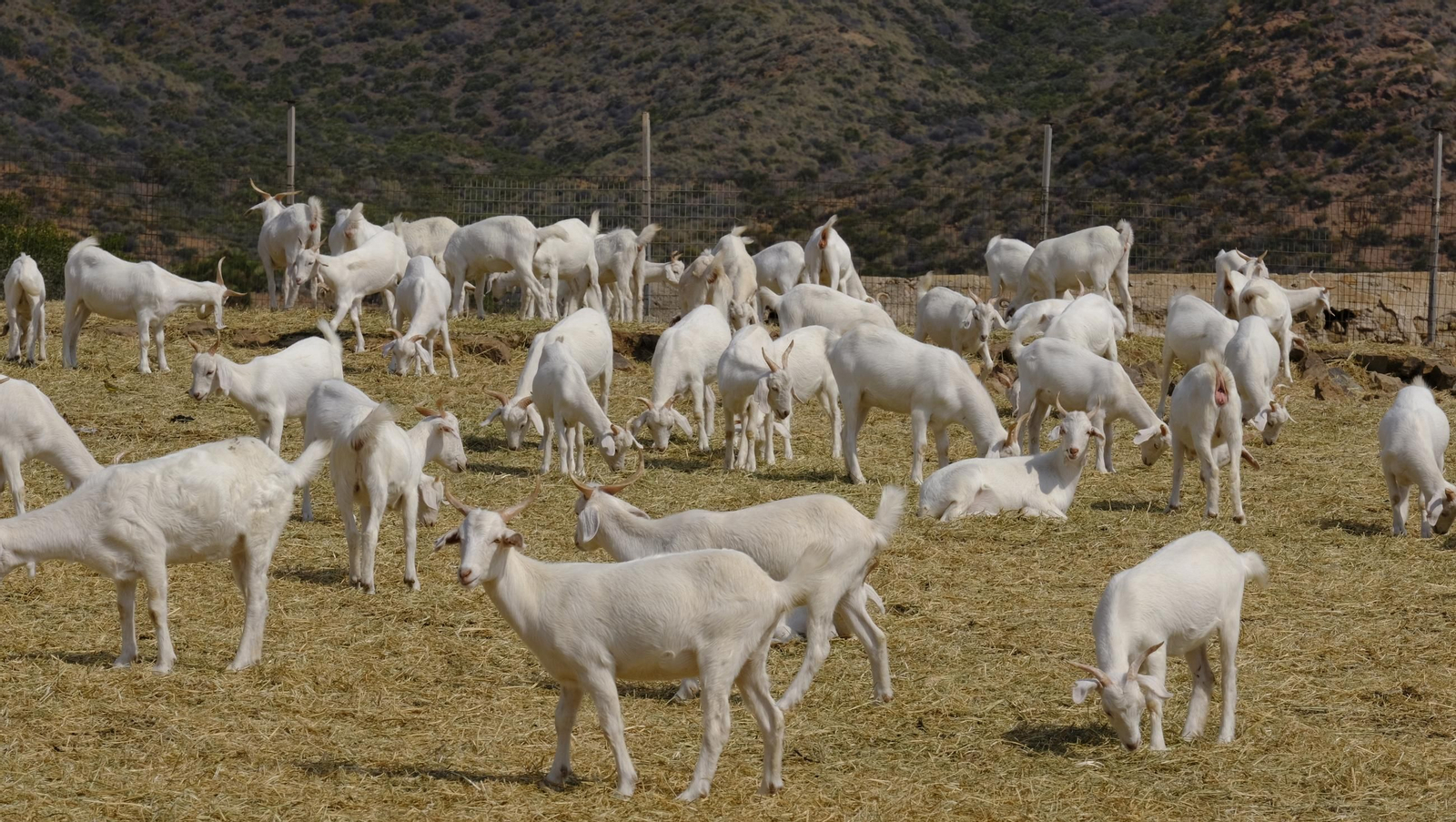 Recorrido por el cortijo El Romeral con 1200 cabras celtibéricas, en imágenes