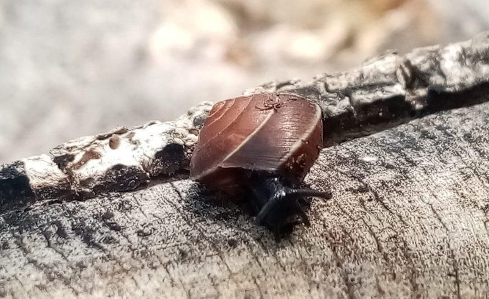 Un ejemplar del caracol 'Hygromia cinctella'.