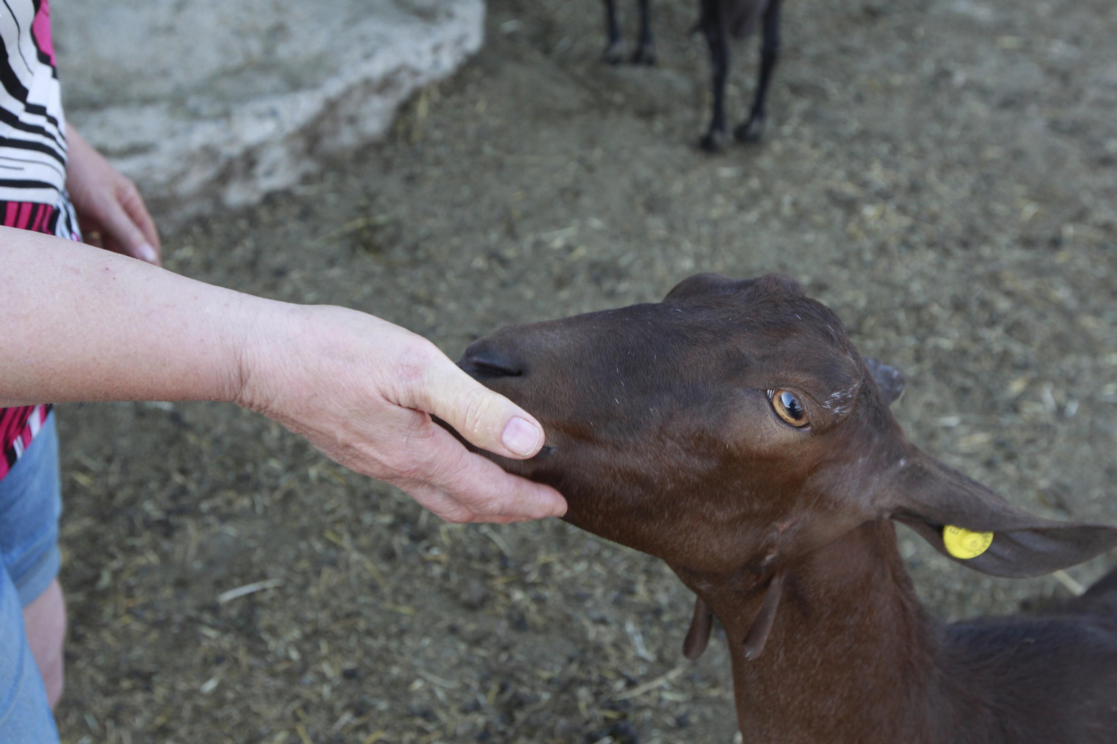 Cati Guirao, una ganadera hecha a sí misma, en imágenes