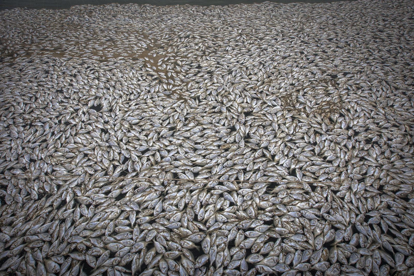 Miles de doradas muertas, ayer en una de las balsas de la piscifactoría ubicada en terrenos de la antigua salina La Leocadia, en San Fernando.