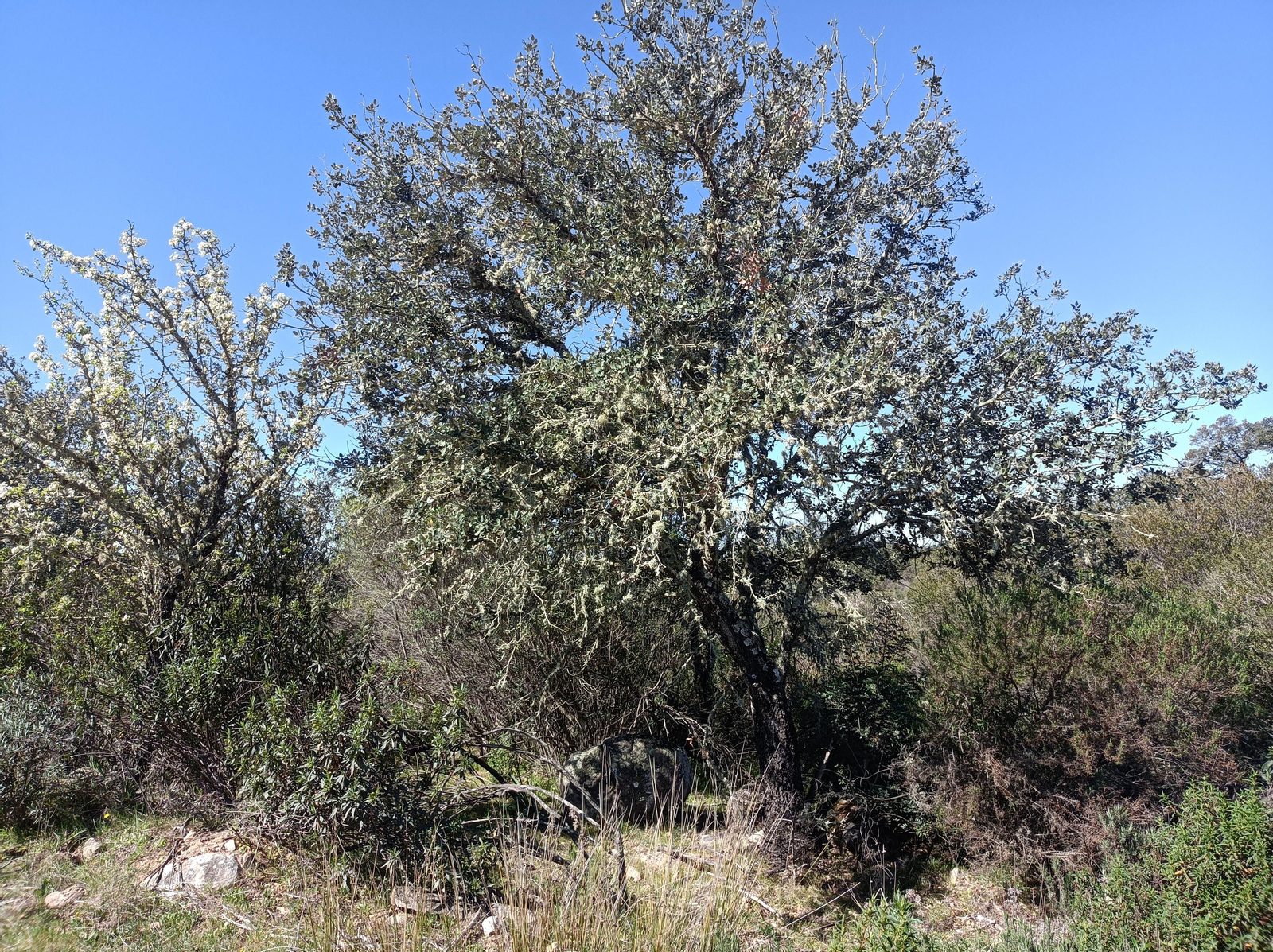 Además de la bella vegetación, veremos conejos y perdices cruzándose.