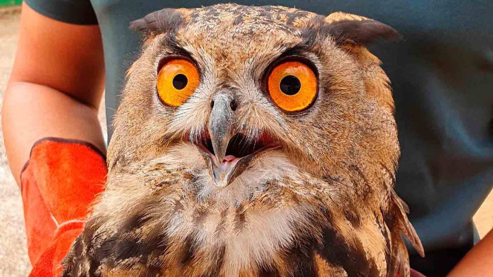 La Guardia Civil recupera un ejemplar de Búho Real herido en Lora del Río