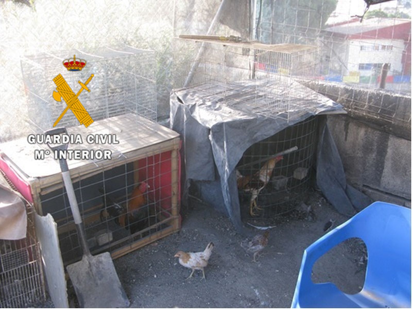 Gallos en jaulas intervenidos en Coín.