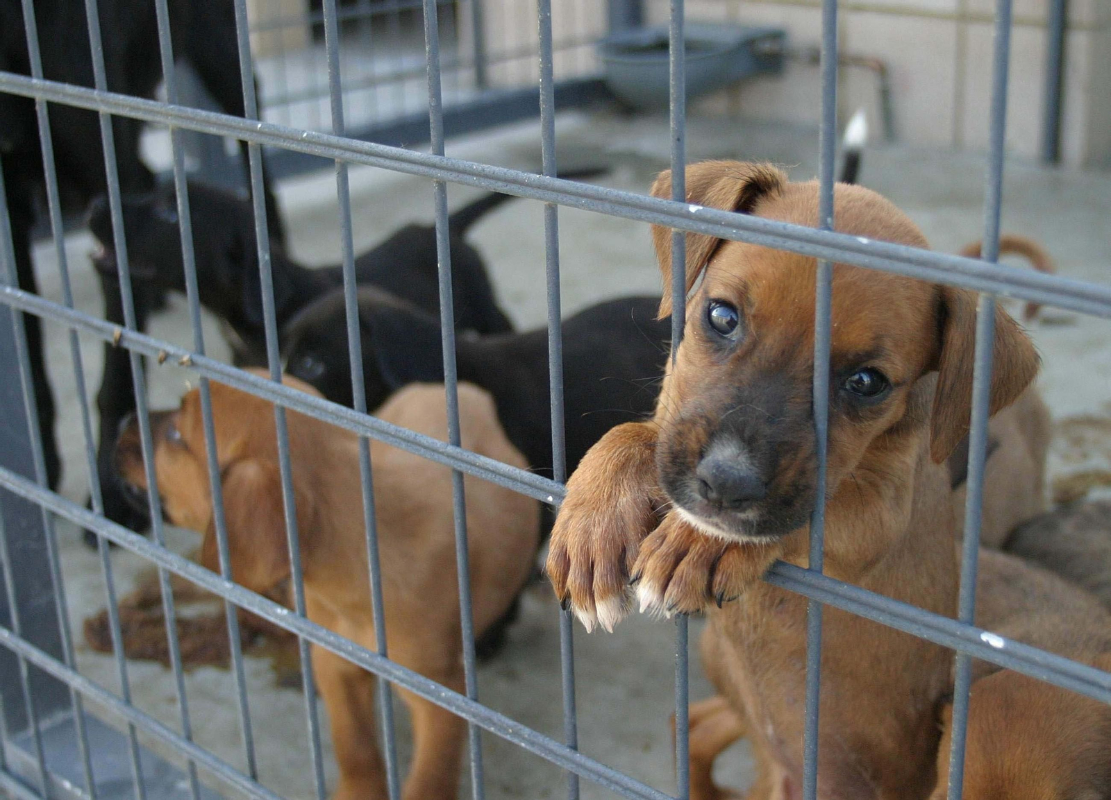 Cachorros en una perrera.