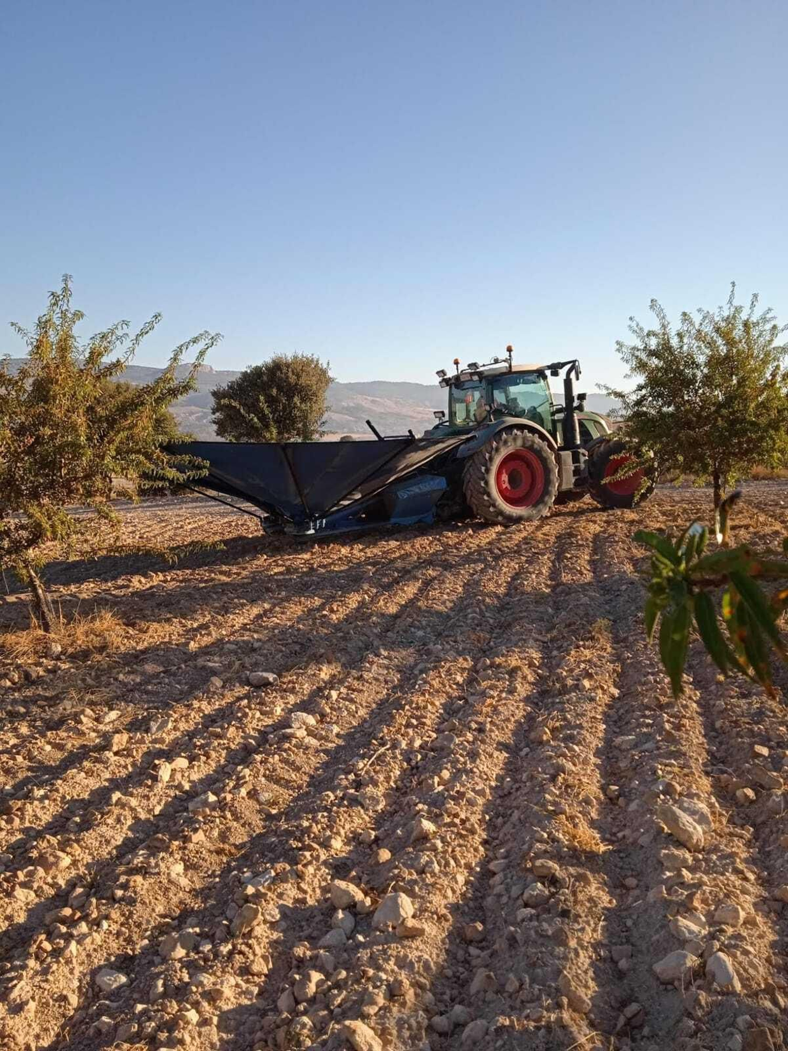 Bernardo dirige uno de sus tractores para recolectar la almendra de sus cultivos.