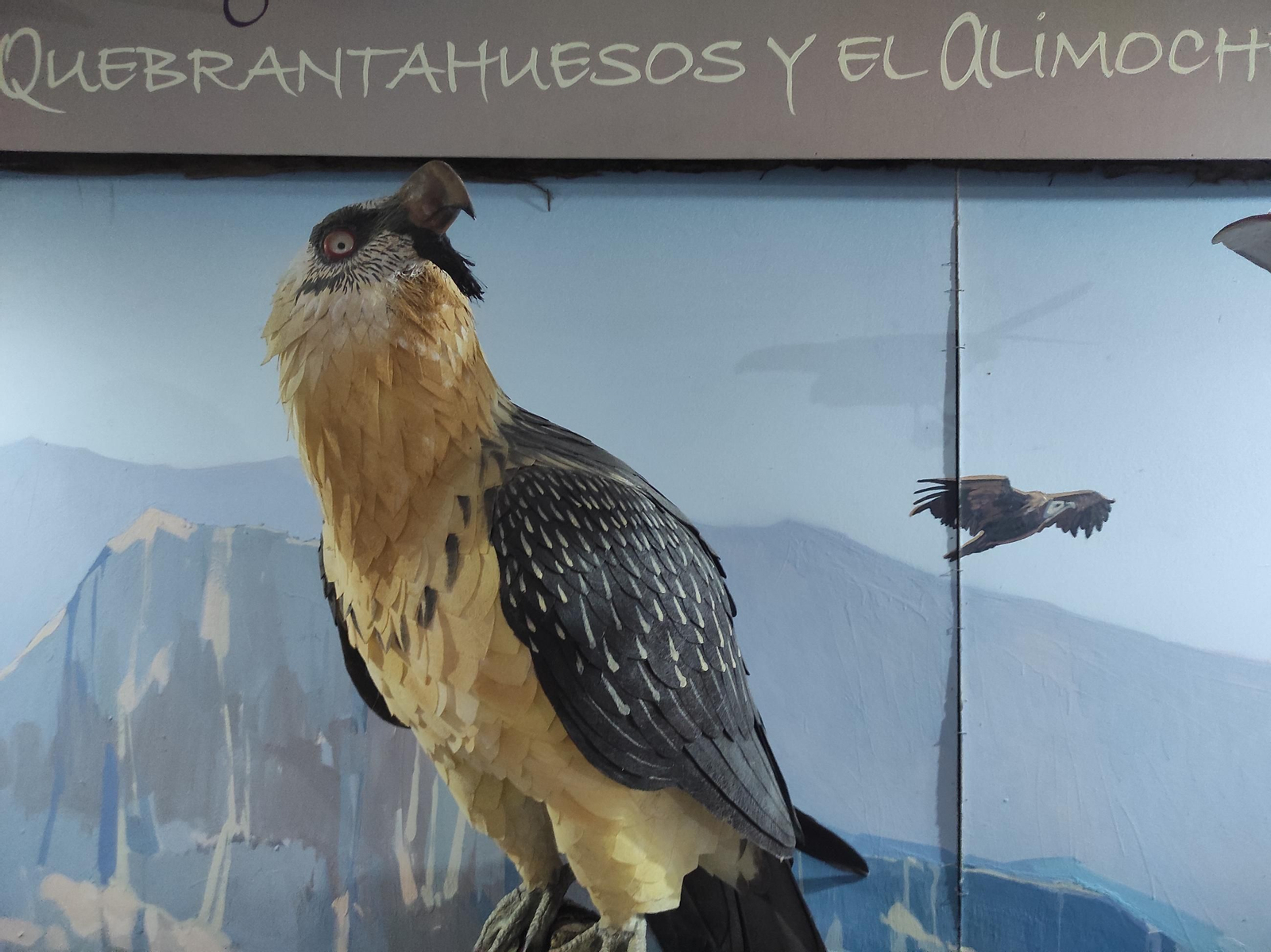 'Frondosa Naturaleza': el lugar perfecto para conocer la fauna y flora de Cazorla a dos pasos del centro