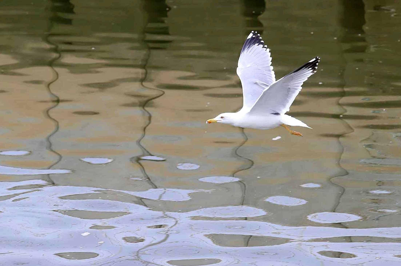 Barrio a barrio: Imágenes de Pescadería