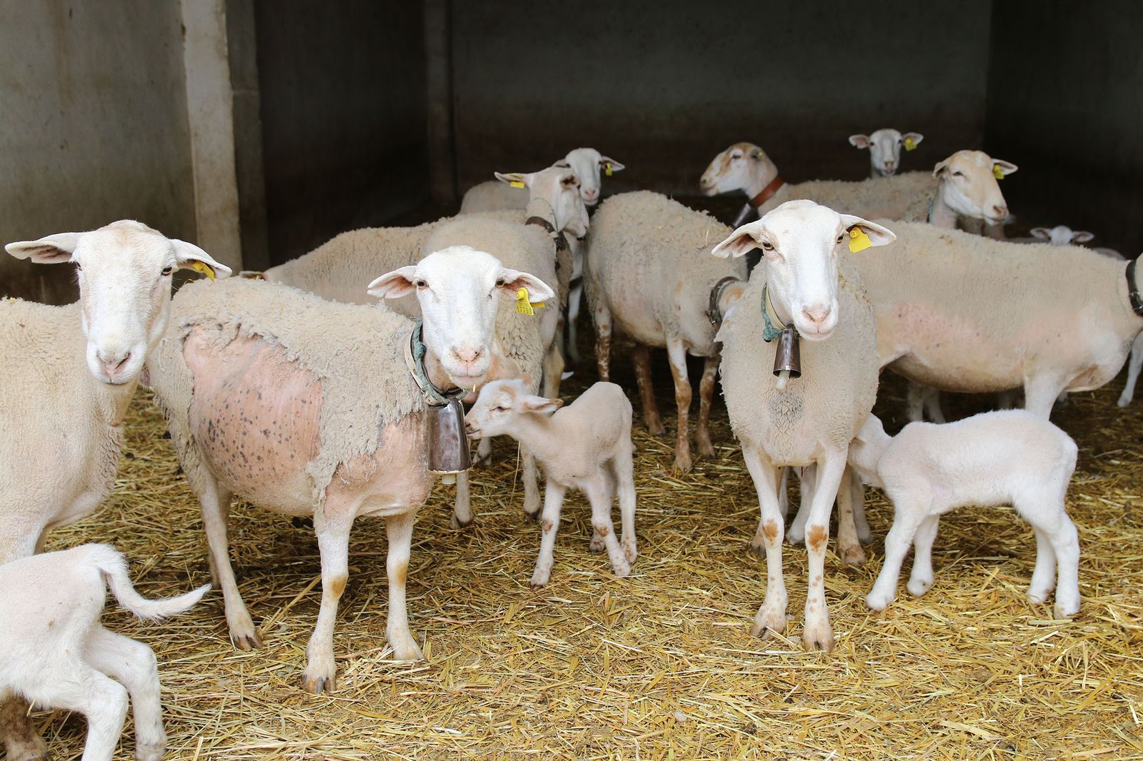 Imagen de archivo de unas ovejas confinadas para evitar contagios por viruela ovina