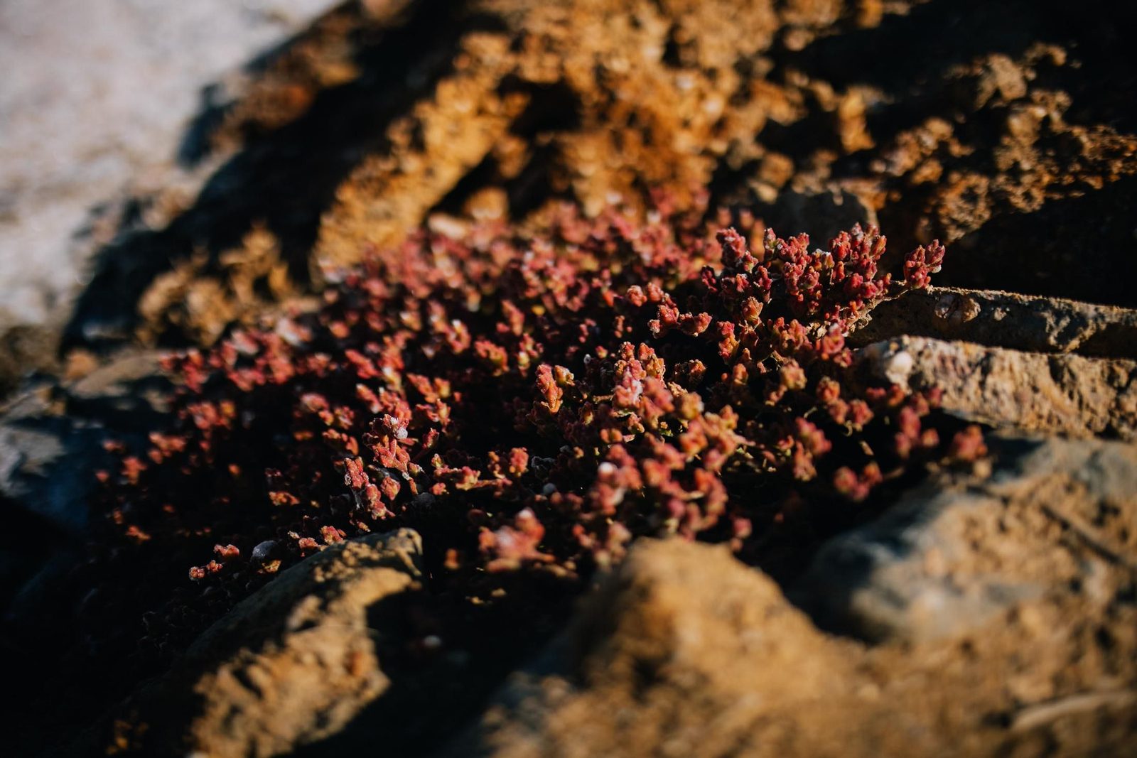 Un recorrido fotográfico por el Paraje Natural Marismas del Odiel