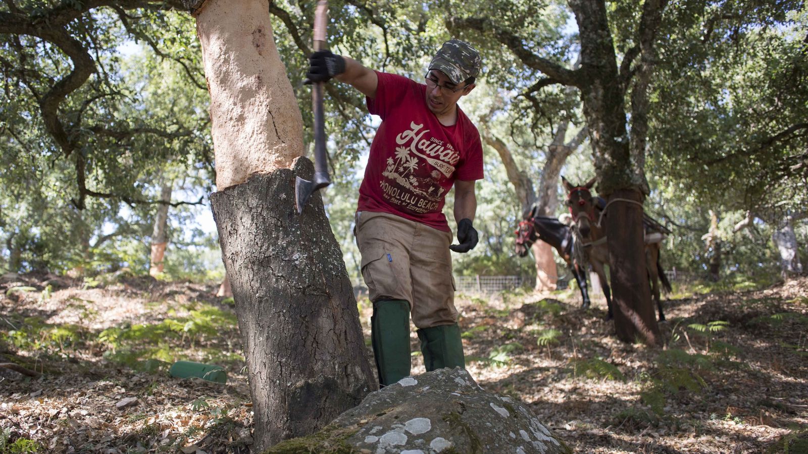 El corte del corcho se realiza con un hacha de forma manual.