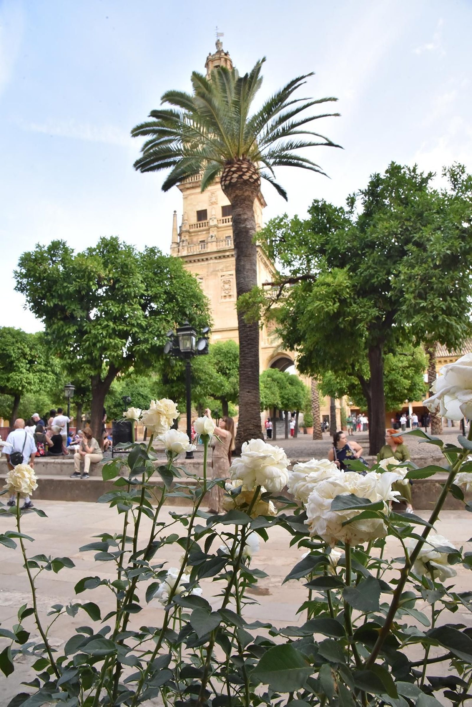 La nueva ornamentación floral del Patio de los Naranjos de la Mezquita de Córdoba, en imágenes