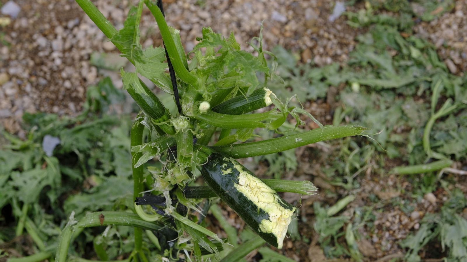 Calabacines destrozados por la DANA.