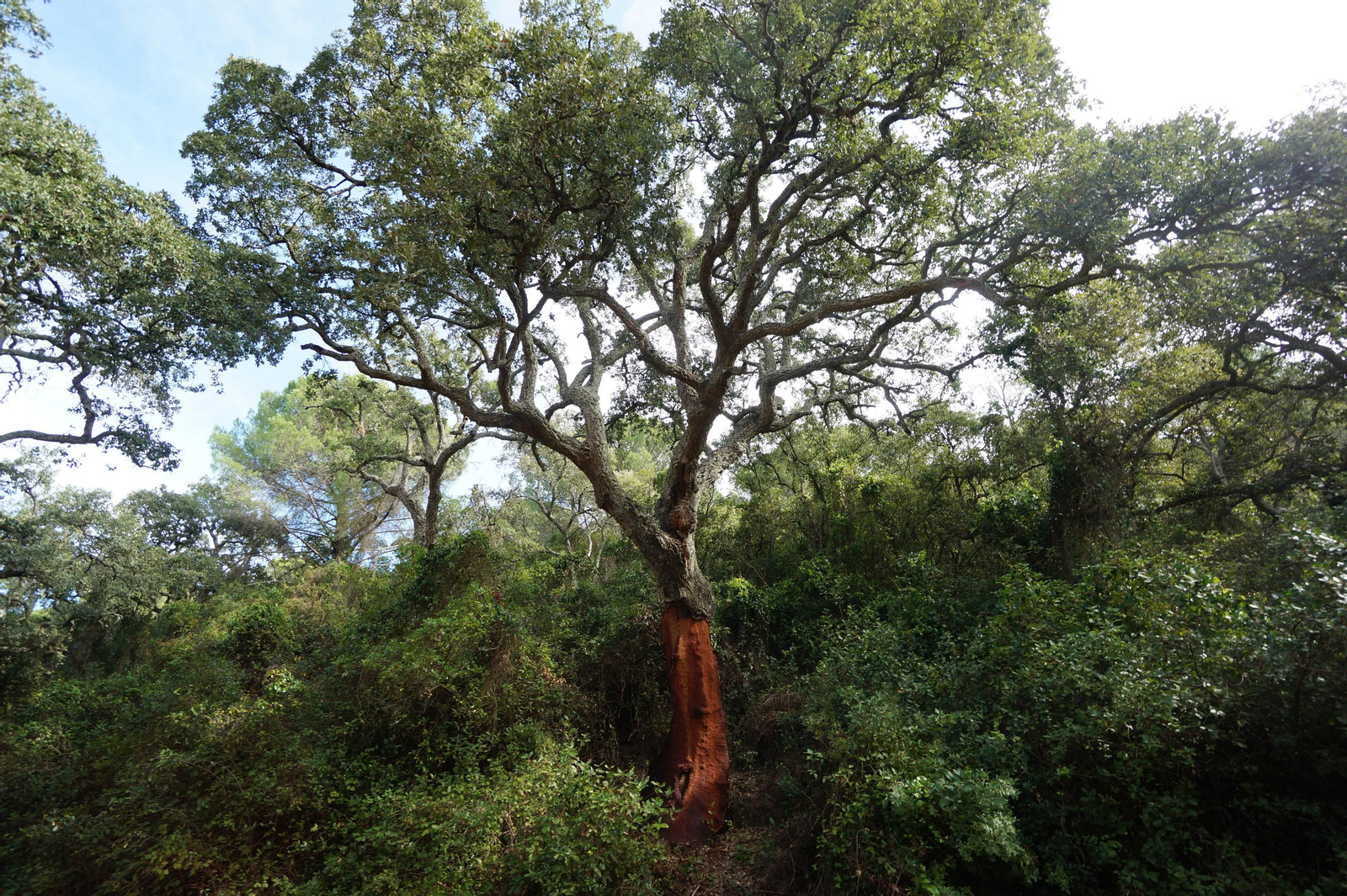 Un paseo en fotografías por el castañar de Valdejetas en la Sierra de Córdoba