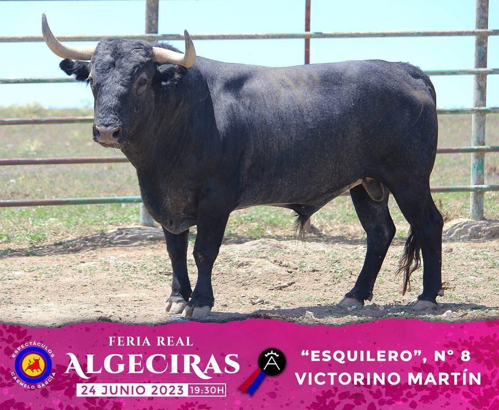 Los toros de Victorino Martín reseñados para la última corrida de la  Feria de Algeciras 2023, en imágenes