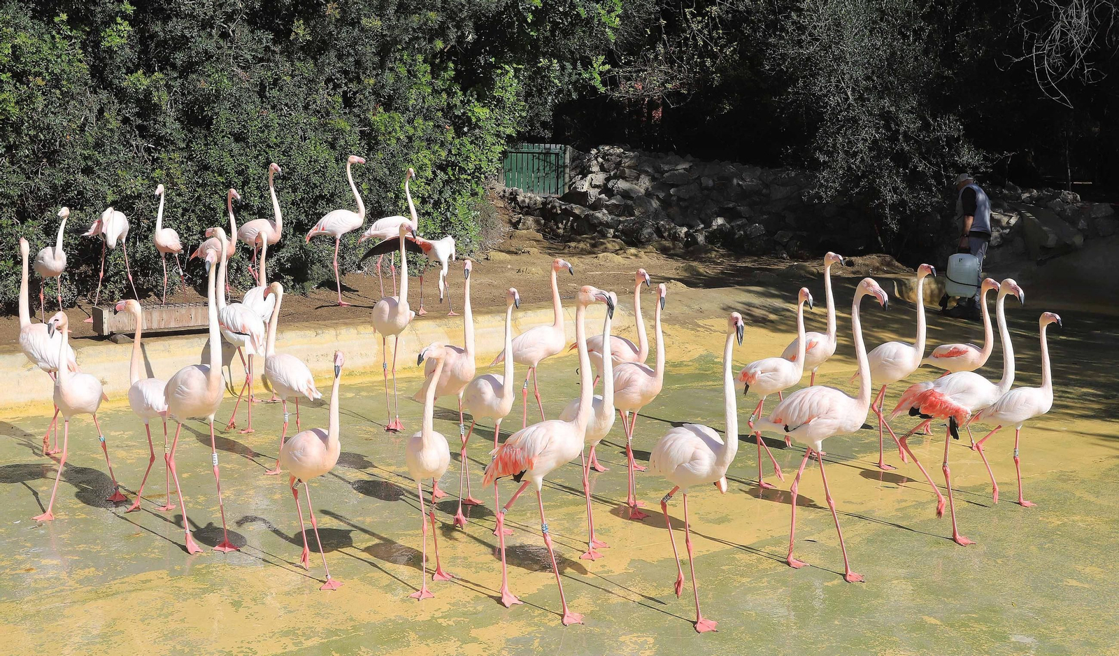 El Zoo de Jerez cumple 72 años El Zoo de Jerez cumple 72 años