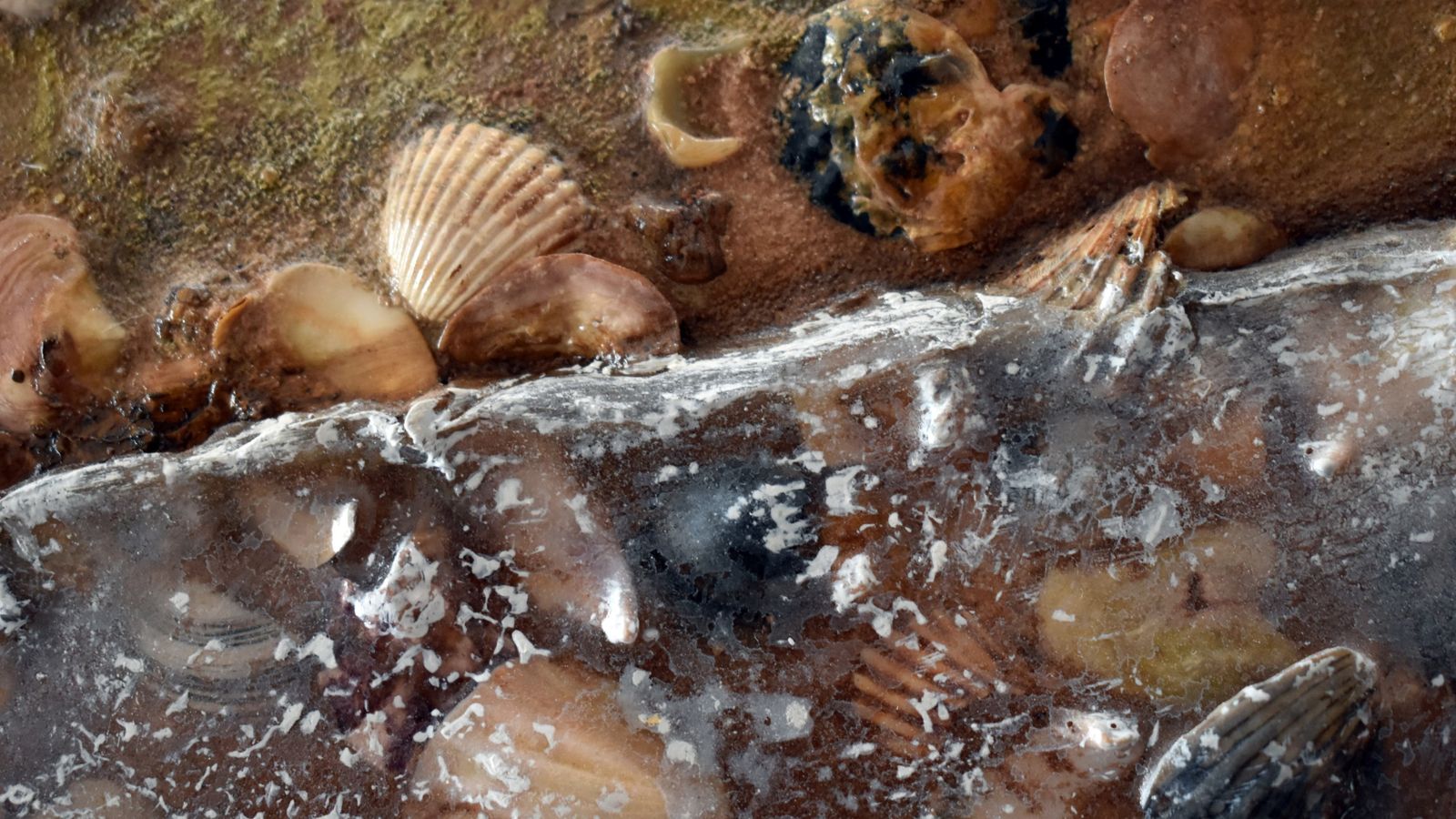 Detalle de las conchas insertadas en el cartel