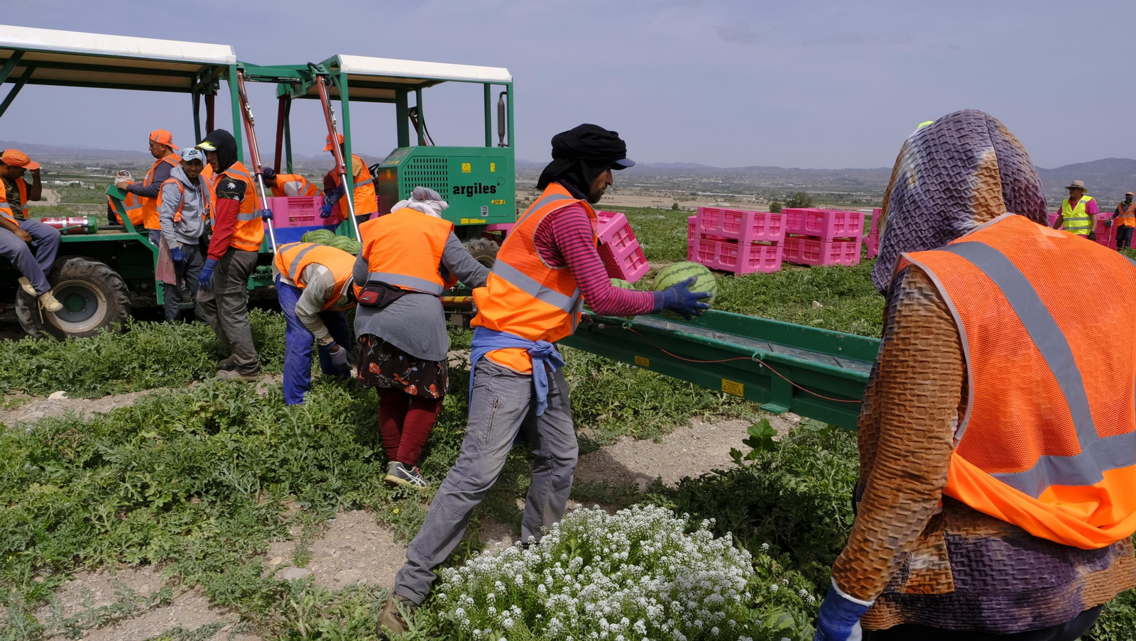 La sandía y el melón de Huércal Overa, manjares en imágenes