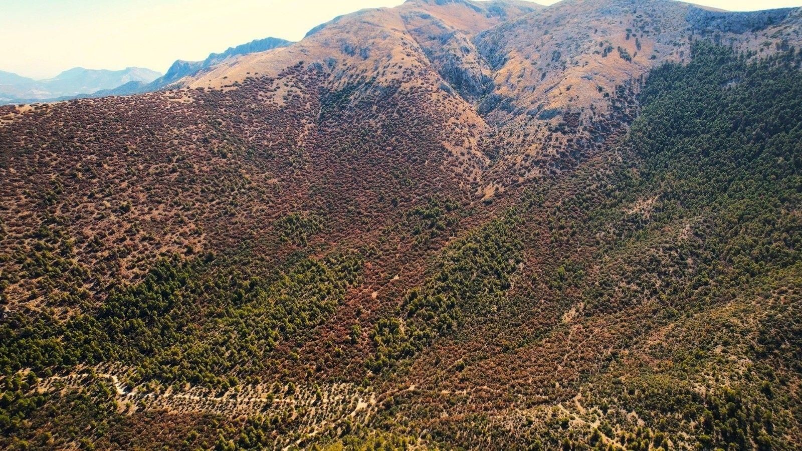 Más de 400 hectáreas de carrascal en la sierra de María se mueren por la sequía Más de 400 hectáreas de carrascal en la sierra de María se mueren por la sequía