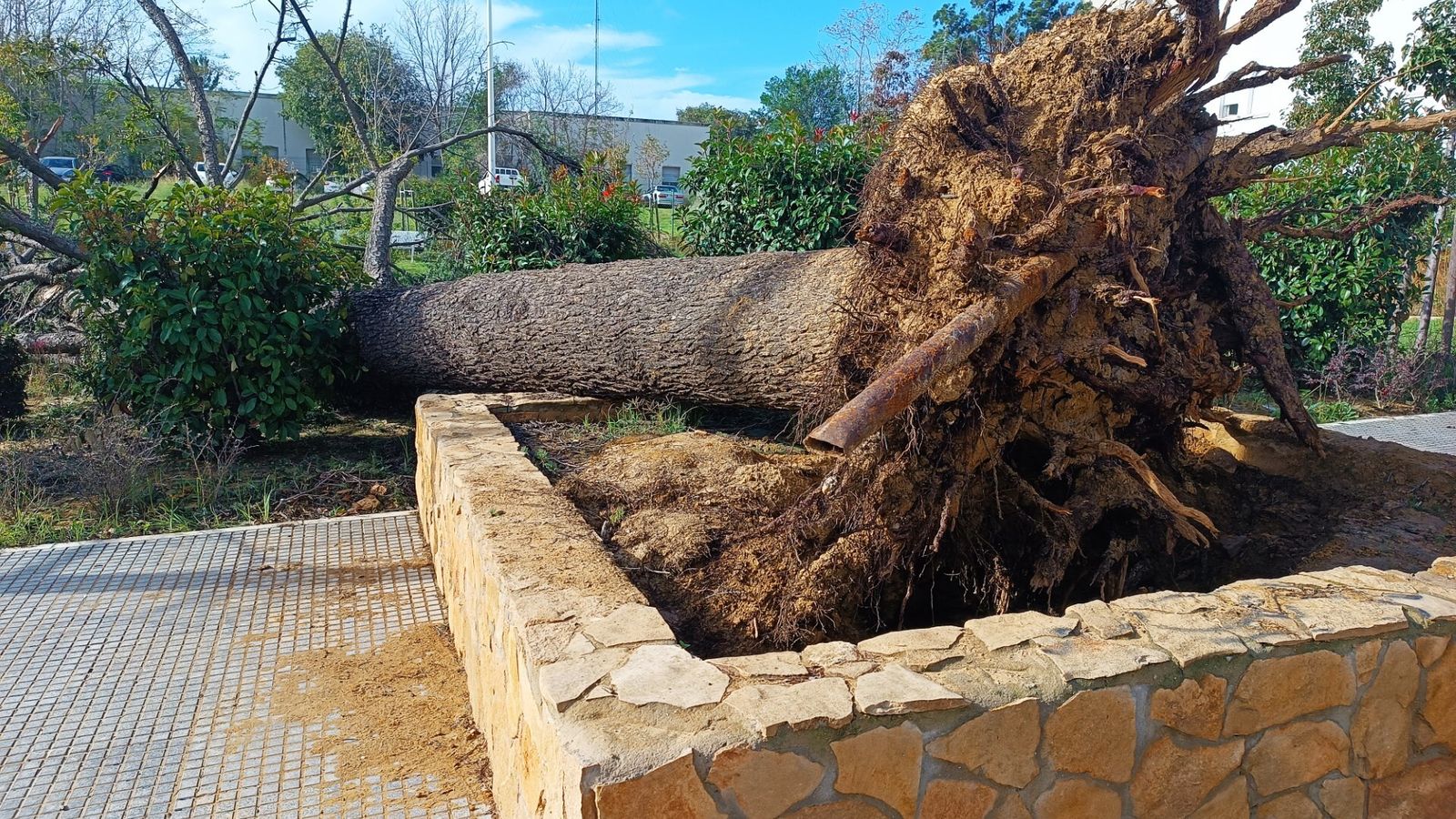 Un portentoso árbol caido en el solar del antiguo Mnauel Lois.