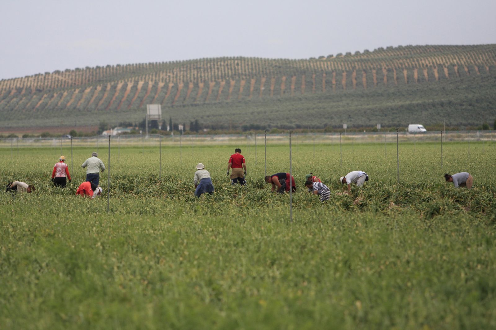 Recolección del ajo.