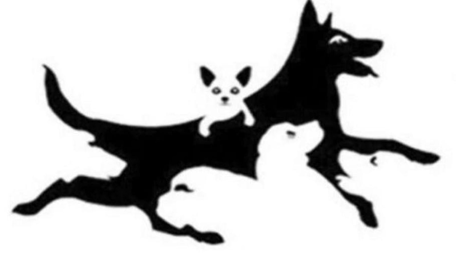 ¿Cuántos perros ves en la imagen?