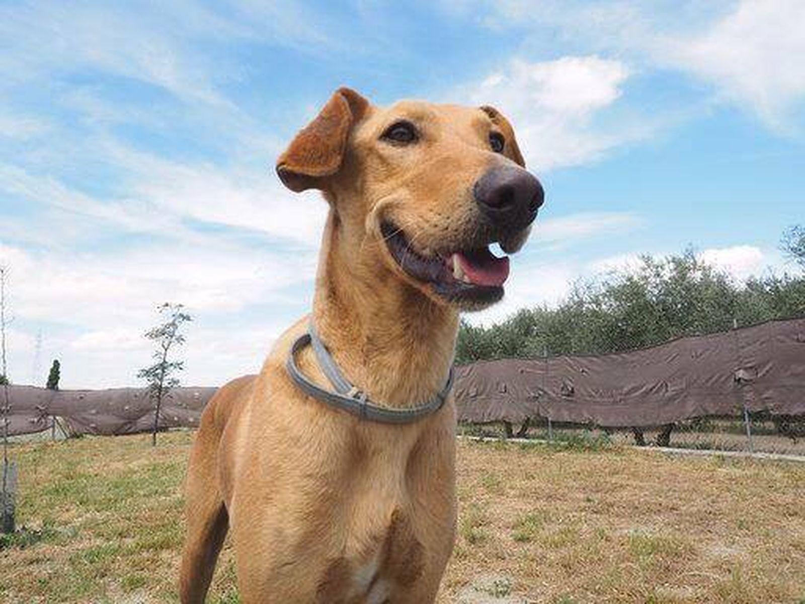 Nueva feria de la adopción animal.