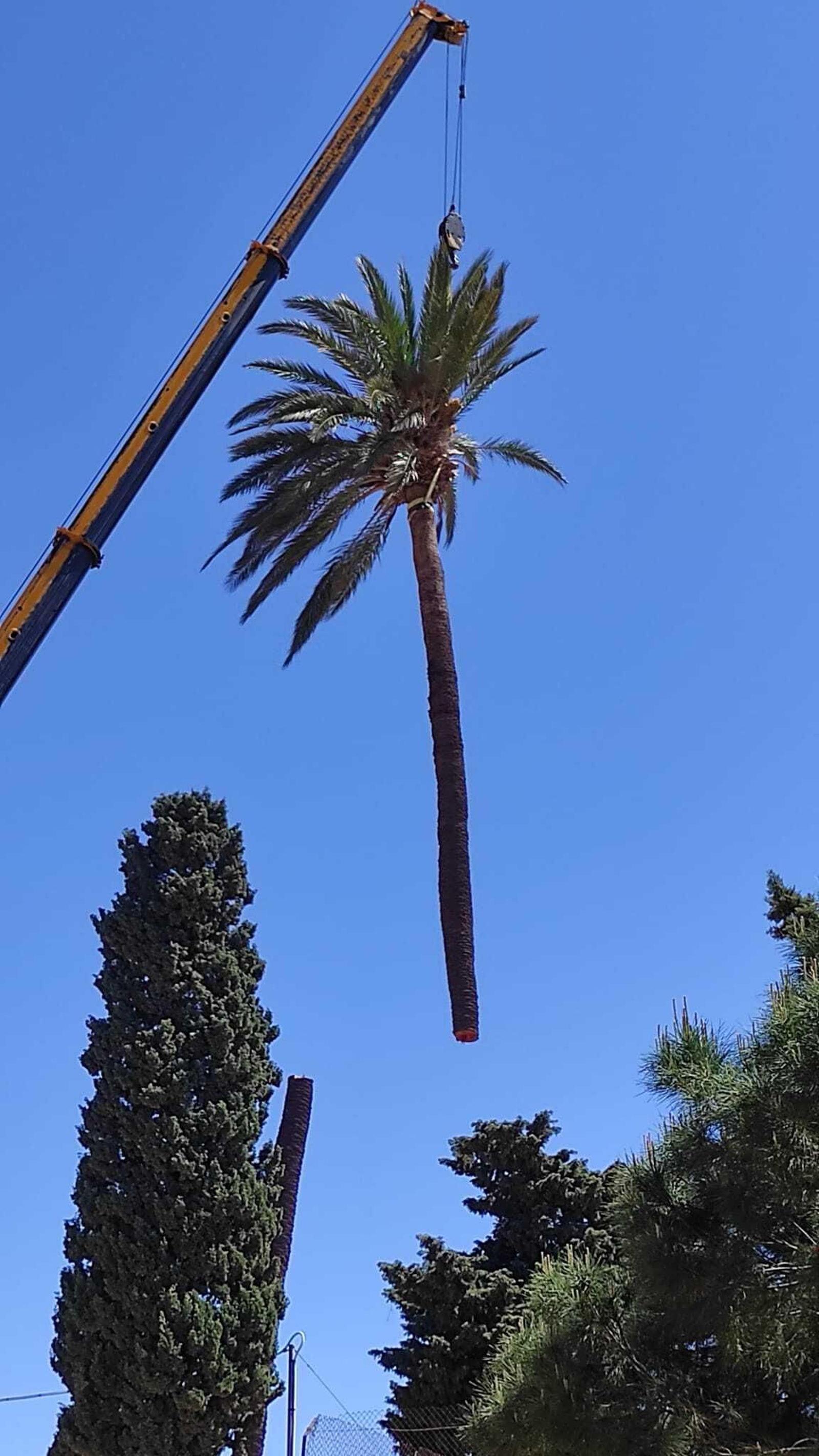 La palmera cuelga tras ser cortada.