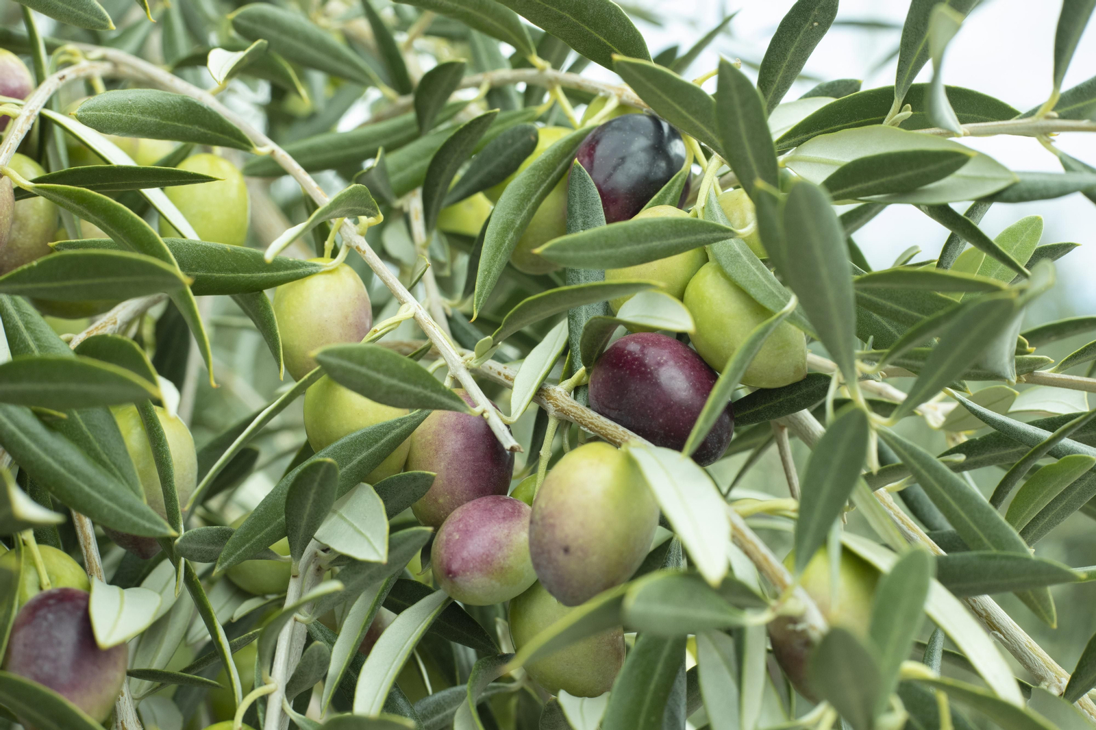 La Inteligencia Artificial detectará el momento óptimo para recoger la aceituna