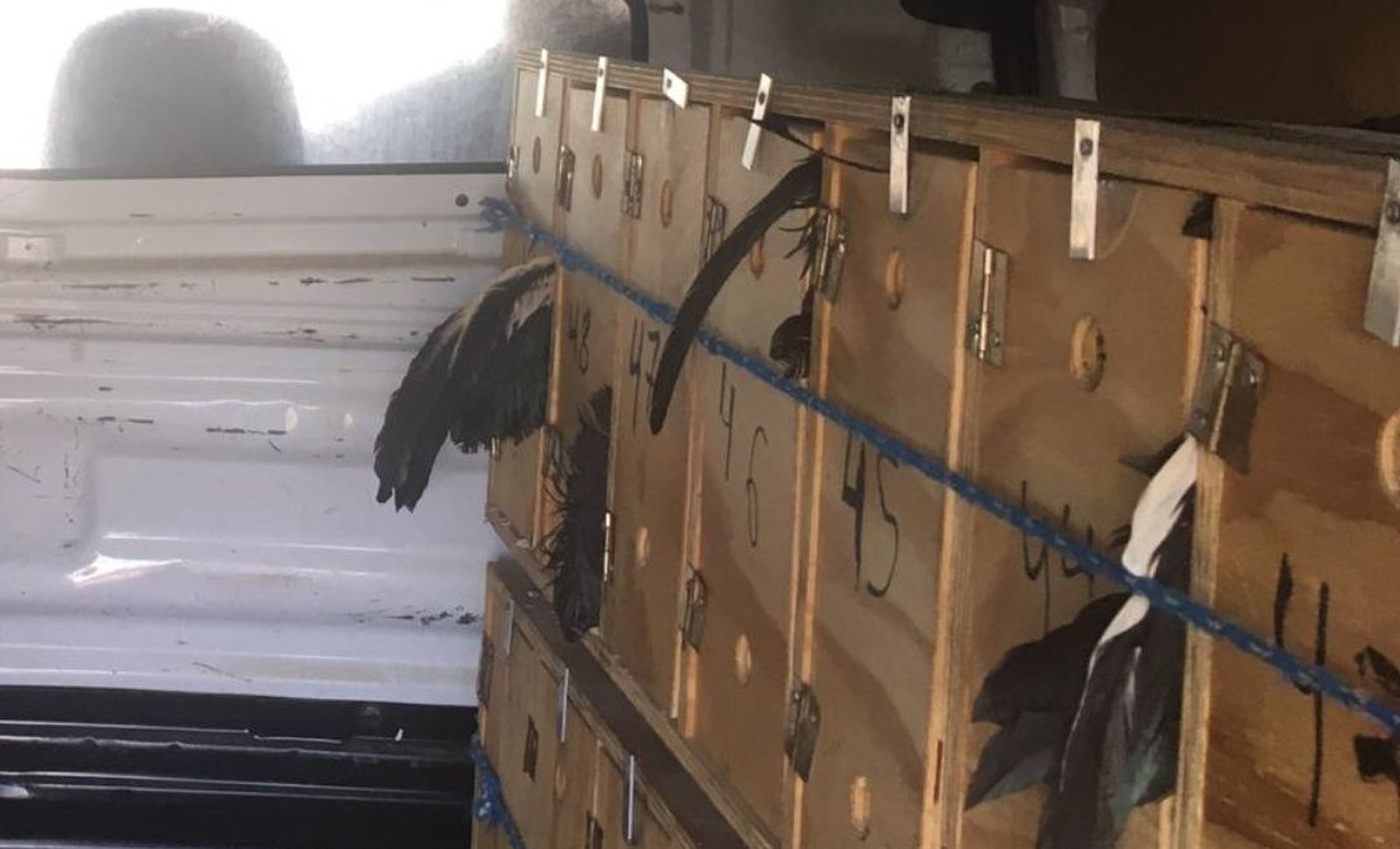 Su valor en el mercado puede alcanzar los 700 euros por ejemplar