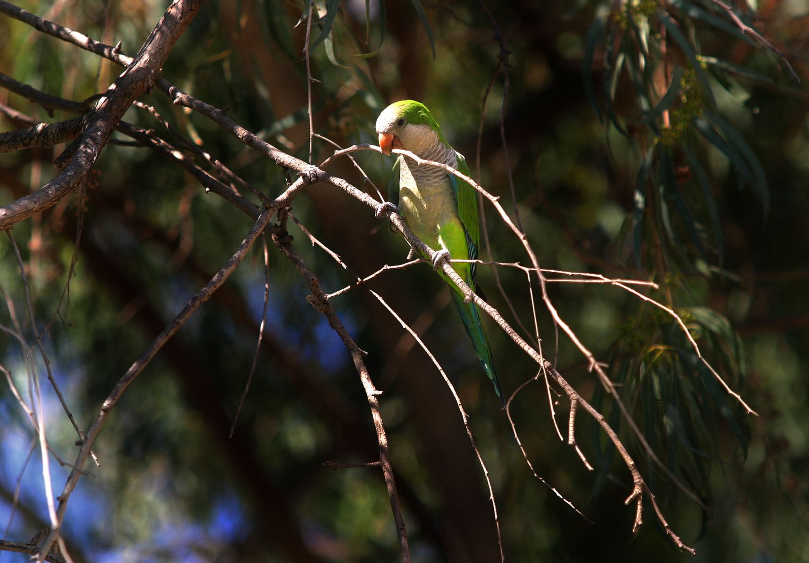 Un periquito corta unas ramas de un parque en Málaga.