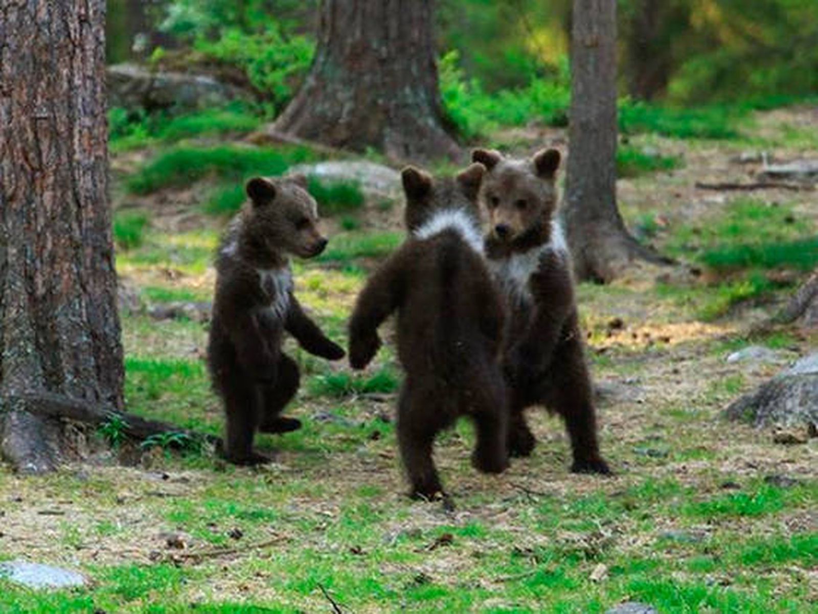 El baile de los oseznos en Finlandia