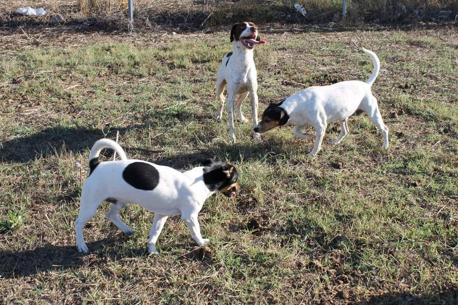 Algunos perros de la Asociación Brillantina 'Rescates con Alma'.