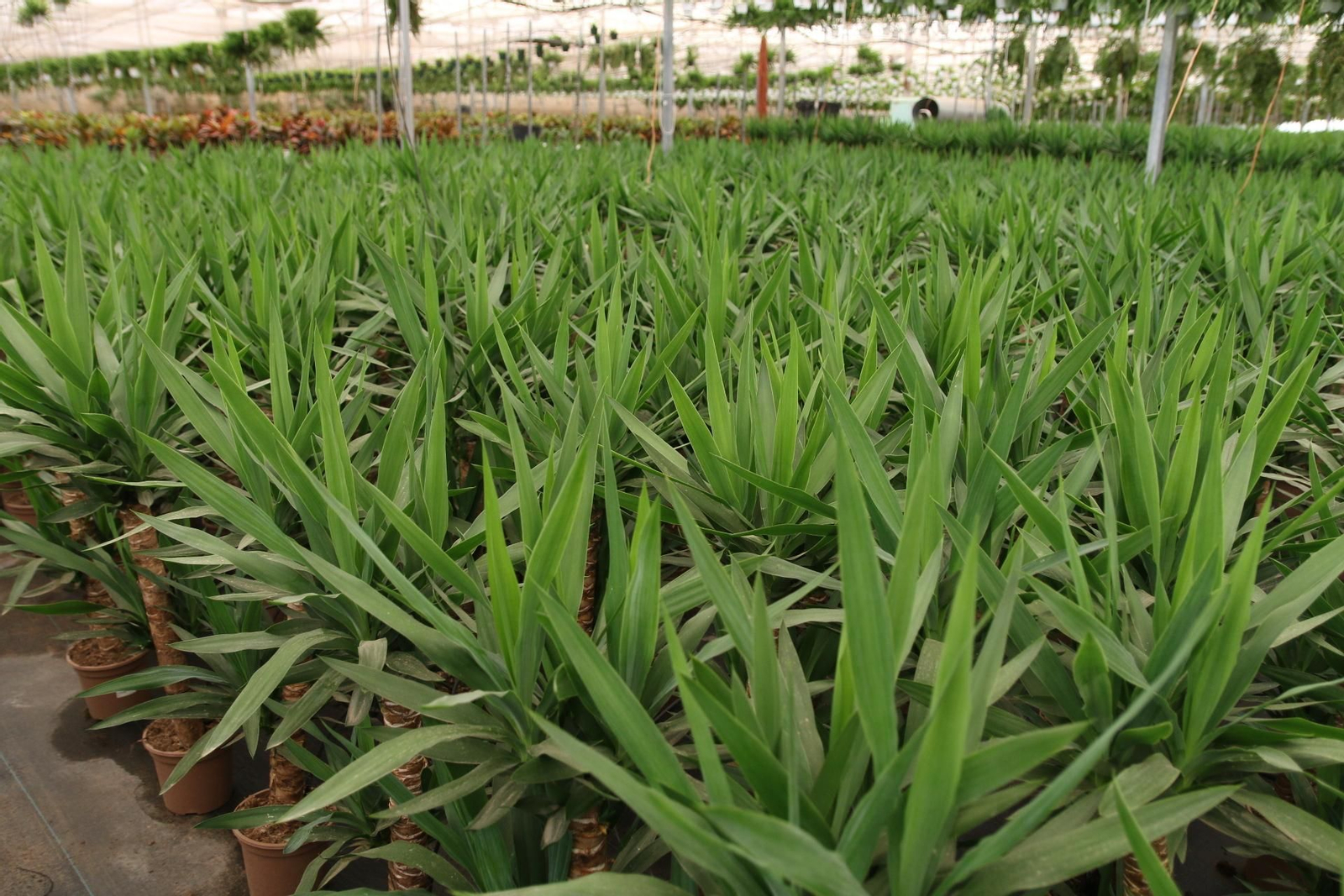 Imágenes de la venta de planta planta ornamental y flor cortada de Vícar