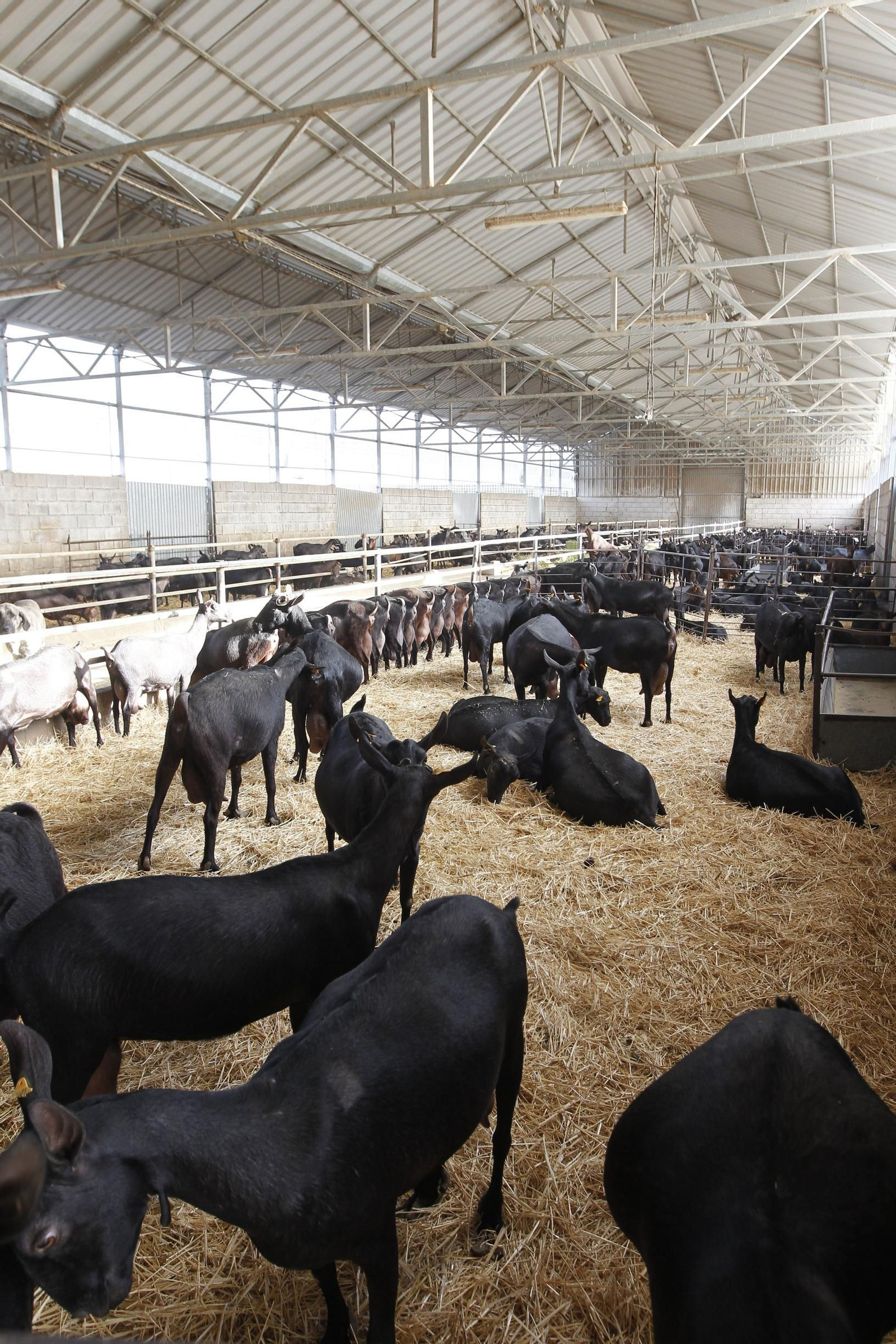 Cabras de Hermanos García Cervilla.