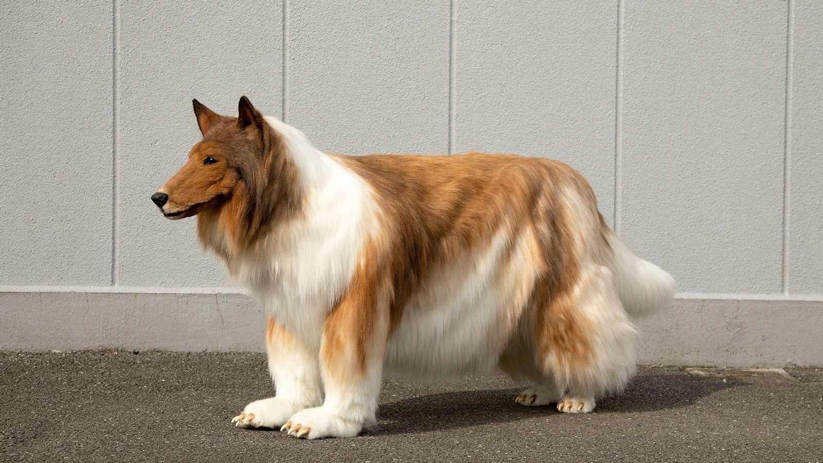 Collie