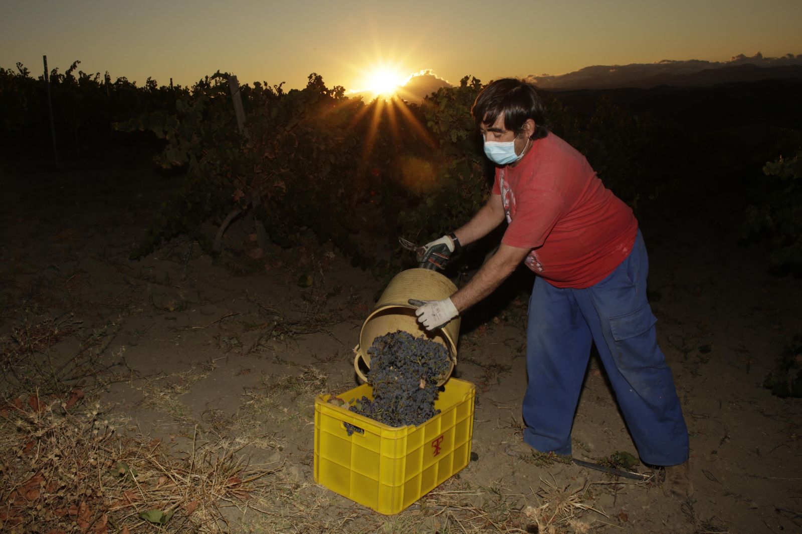 Un vendimiador coloca la una cortada en las cajas de transporte.