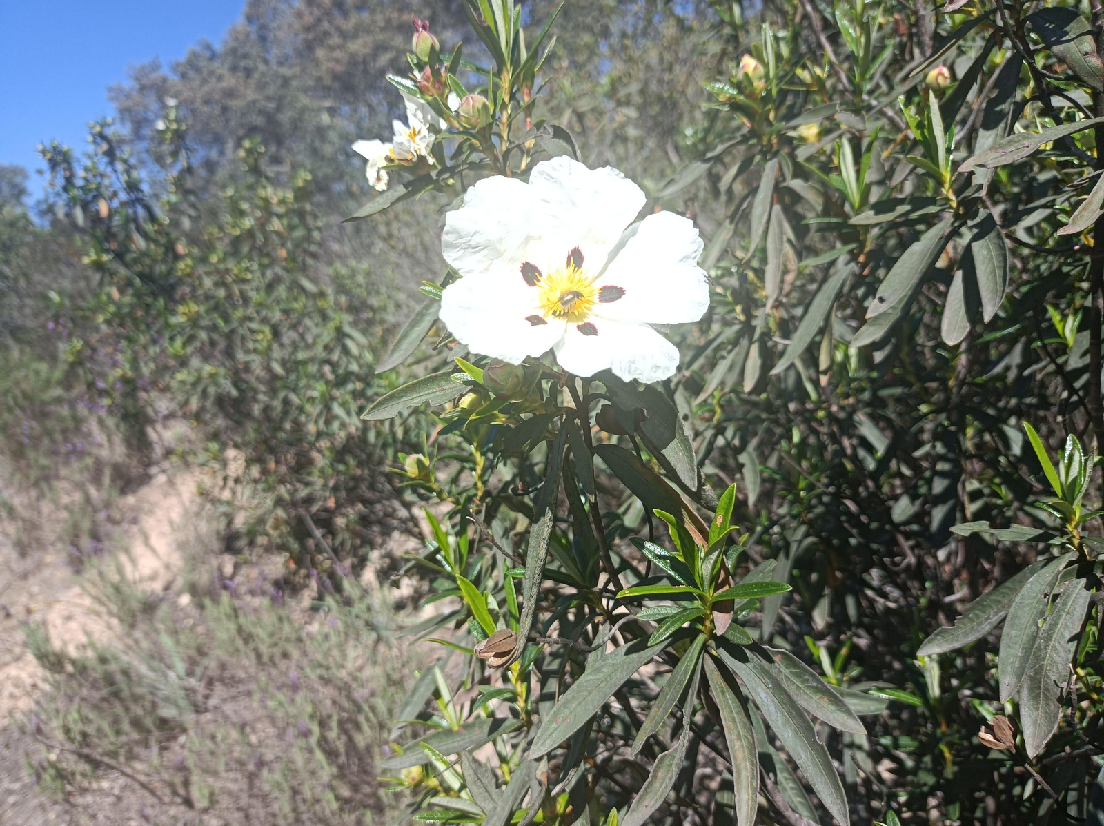 En primavera, disfrutaremos de la abundante flora silvestre.