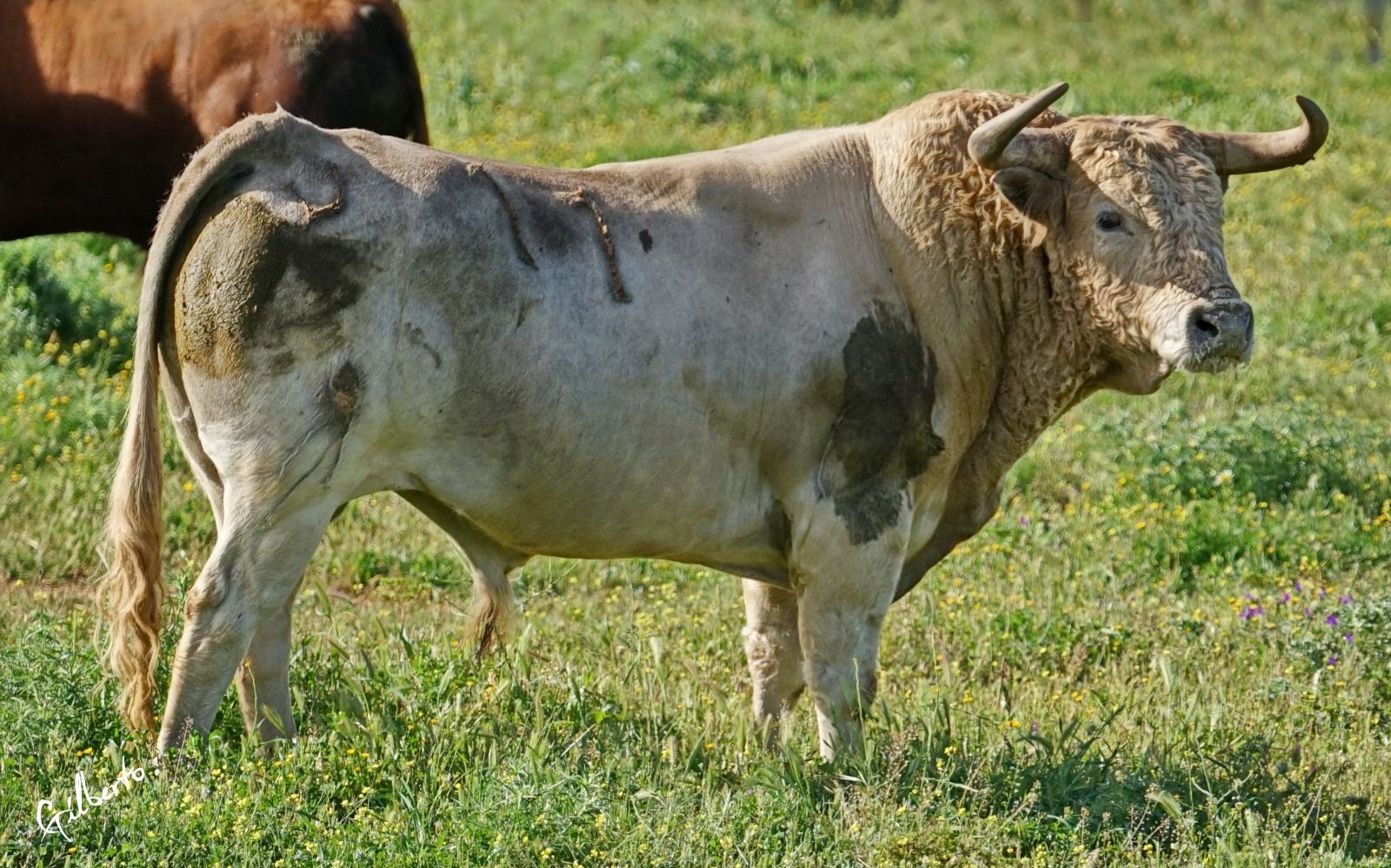 UNo de los toros del festejo de hoy en Palos