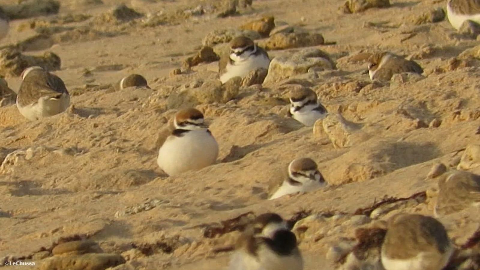 Ejemplares de chorlitejo patinegro, nidificando en una playa de Cádiz.