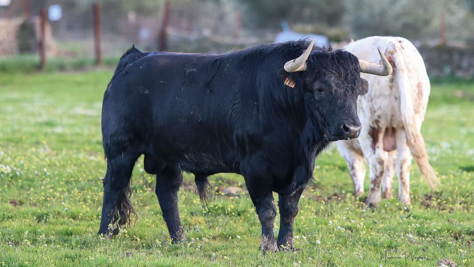 Ejemplar de José Luis Osborne reseñado para la corrida del 21 de febrero.