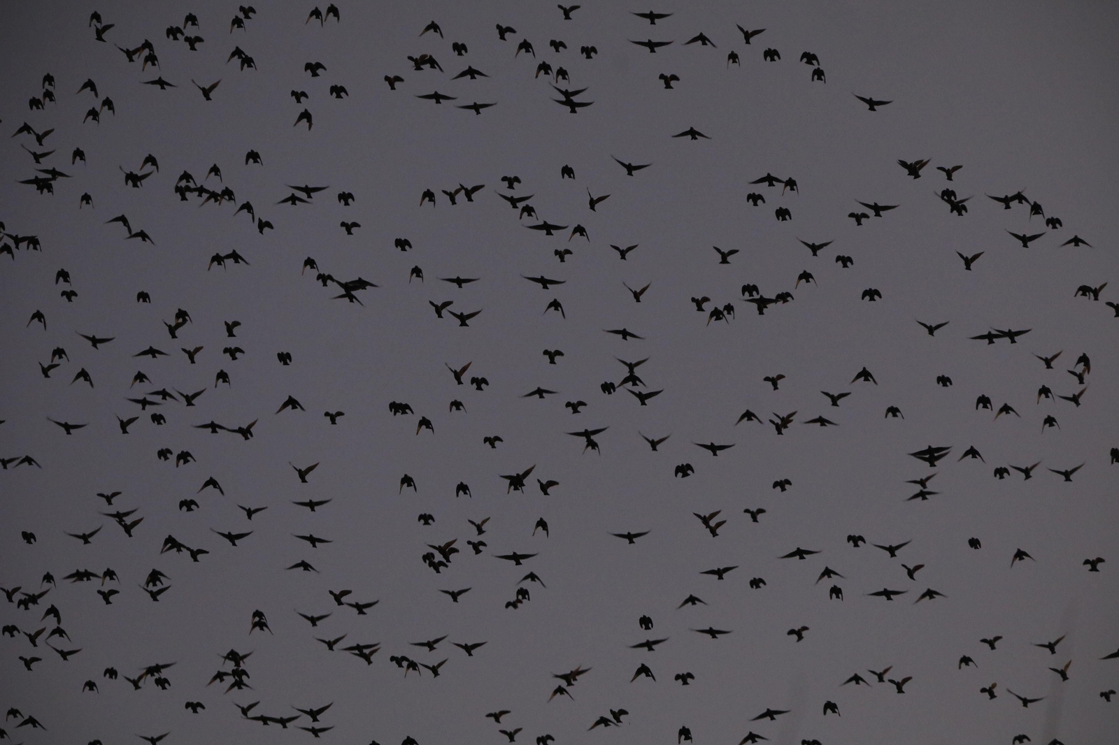 Las aves que habitan en Los Sotos de la Albolafia de Córdoba, en fotografías