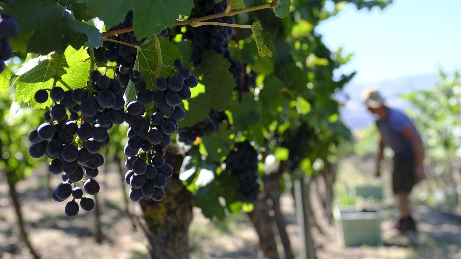 A las plantas solo se les deja una producción que oscina entre 1 y 1,5 kilos de uva.