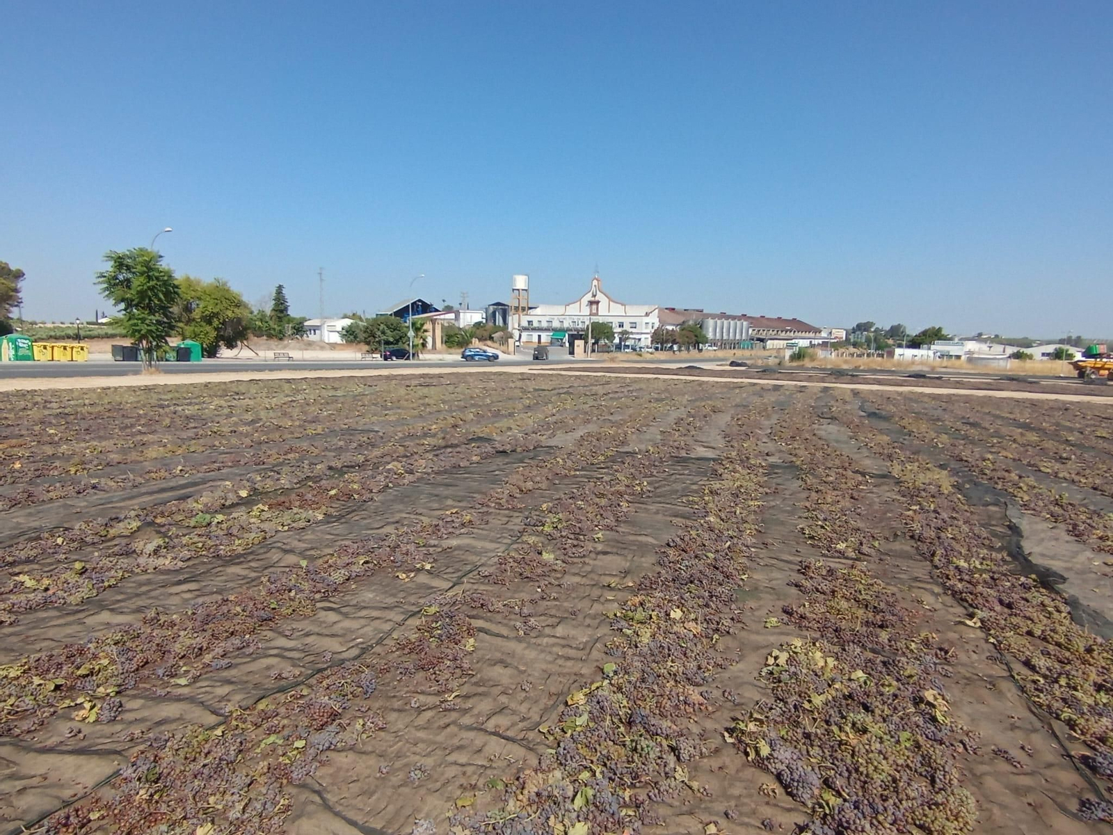 La vendimia de Montilla-Moriles