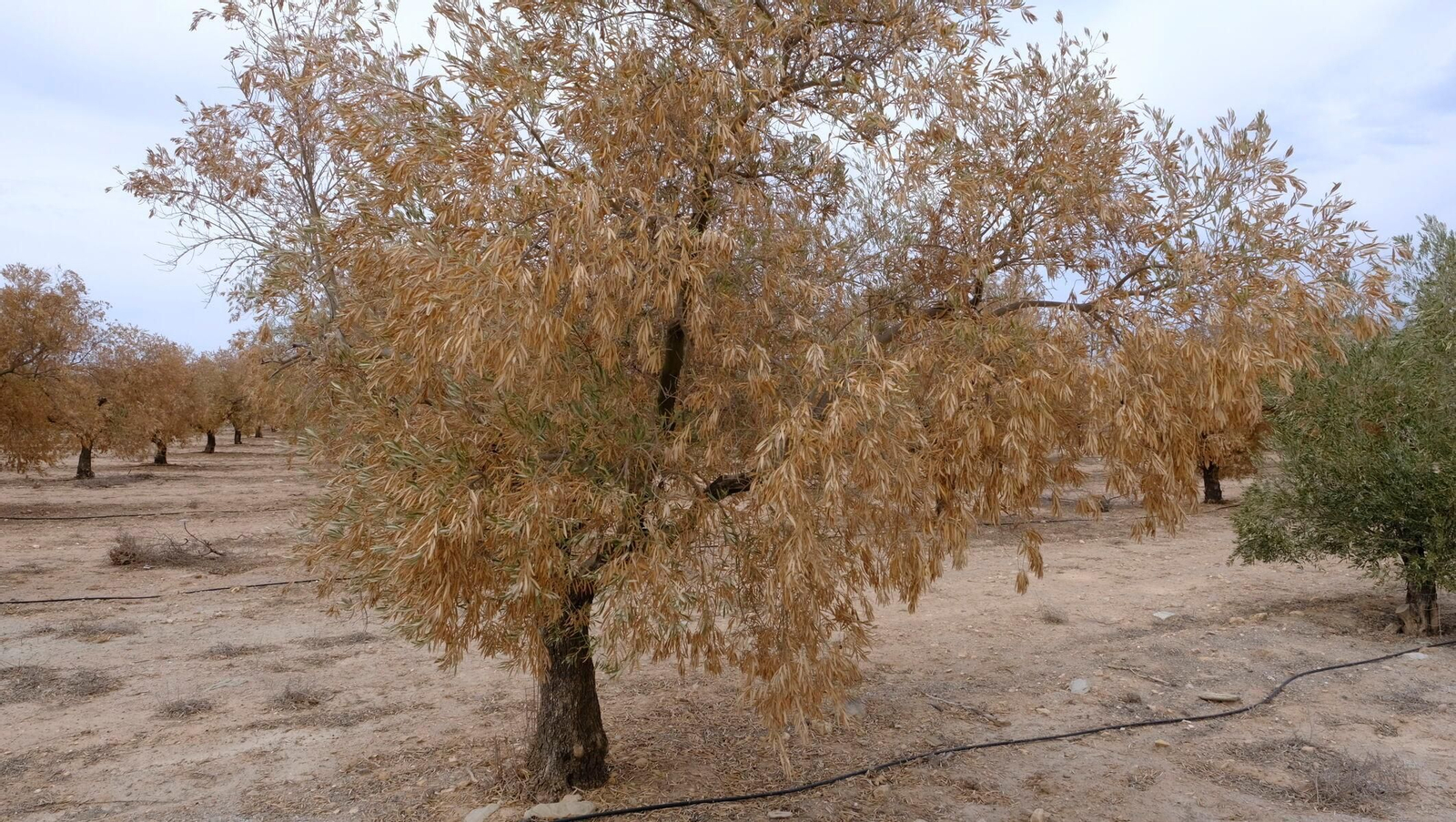 FINANZAS-ECONOMÍA-AGRI (8409962).jpg