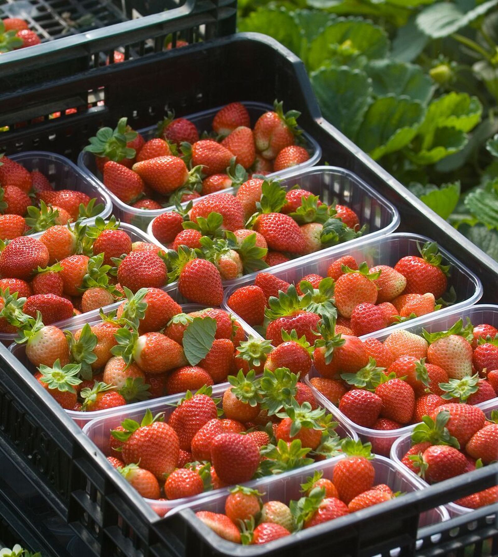 Huelva es la primera provincia andaluza en exportaciones; en la imagen, fresas.