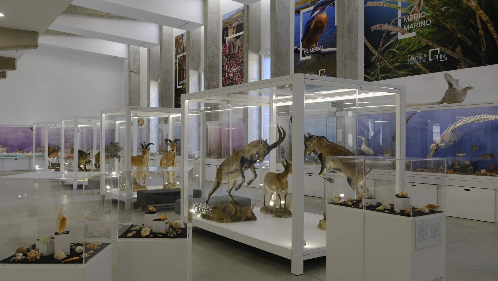 Descubre en estas fotos las maravillas que esconde el Pabellón de Historia Natural de la UAL